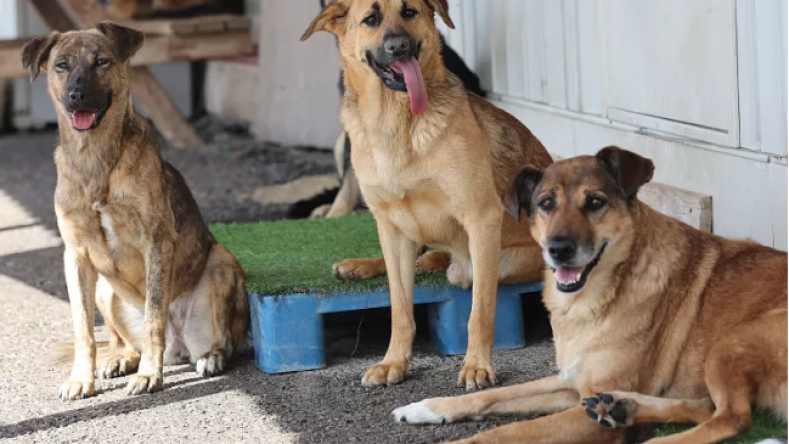 Rising Stray Dog Attacks Spark Safety Concerns in Setif and Constantine