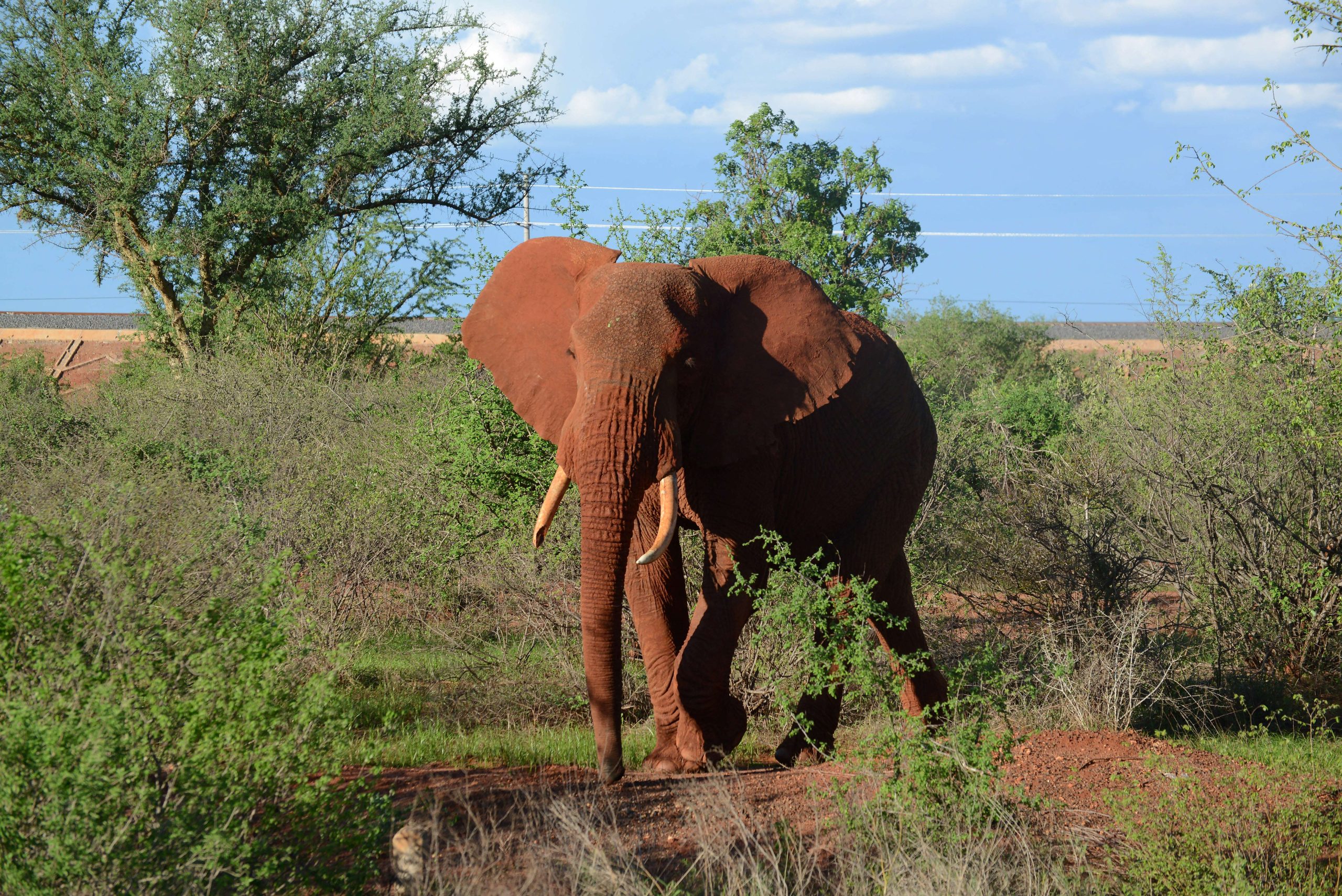 Tax Officials Killed in Elephant Collision in Ugandan National Park