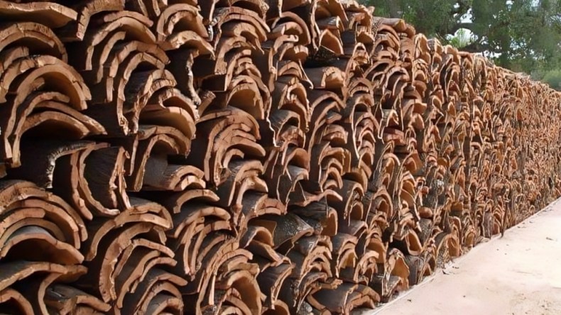 Souk Ahras Cork Production Reaches 3,314 Quintals